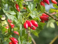 Waldspaziergang 003.webp