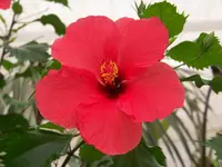 hibiscus.webp