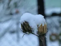 CIMG2504.webp