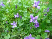 CIMG3539.webp