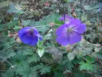 CIMG3542.webp