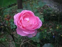 CIMG3540.webp