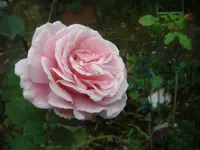 CIMG3541.webp