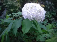 CIMG3543.webp