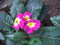 CIMG3544.webp