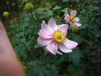 CIMG3545.webp