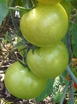 20141002_160818-1.webp