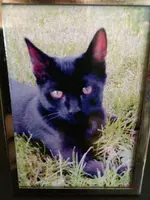 T_Katze_Jerry_Foto_Schreibtisch__mr.ditschy.webp