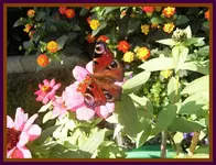 054.webp