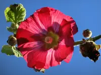 CIMG9399.webp