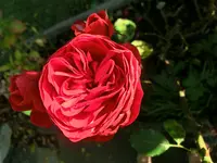 CIMG9400.webp