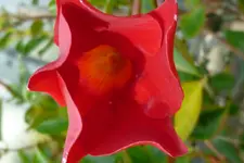 Falscher Jasmin Einzelblüte.webp