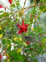 Falscher Jasmin.webp