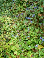 kriechende Hornnarbe.webp