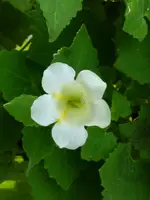 Klettergloxinie.webp