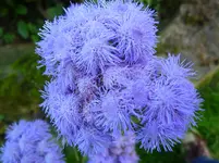 blaues Leberbalsam.webp