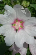 Bechermalve.webp