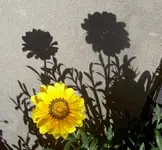 gelbv.webp