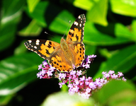 schmetterling 18.oktober 2014.webp