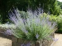 103.webp