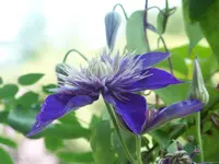 blaue Clematis.webp