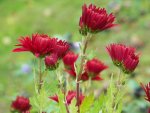 chrysanthemum Brennpunkt.jpg