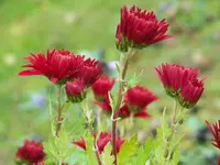 chrysanthemum Brennpunkt.webp