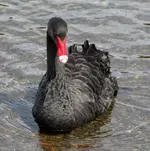 schwarzer Schwan v.webp