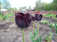 143.webp