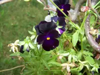 186.webp