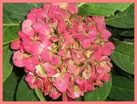 071.webp