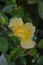 DSC_3127.webp