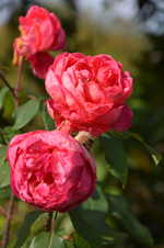 DSC_3131.webp