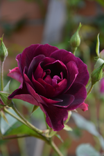 DSC_3133.webp
