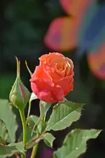 DSC_3142.webp
