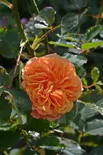 DSC_3144.webp