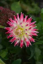 DSC_3130.webp