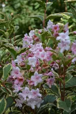 DSC_3145.webp