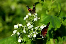 DSCN1995.webp