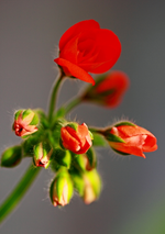 Geranie_Knospe1_makro_700.webp