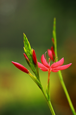Spaltgriffel_Blüte_makro_grün_pink_2_700.webp