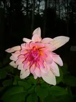 k-DSCI3091.webp