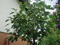 DSC02530.webp