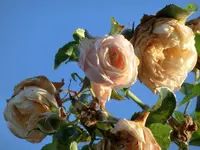 CIMG9406.webp
