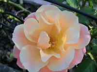 CIMG9410.webp