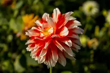 3807.webp