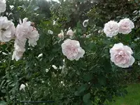 DSC03685.webp