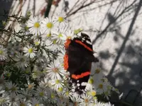 DSCF2796.webp