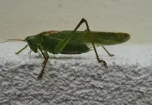 DSC03401.webp