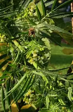 Gewürztagetes2.webp